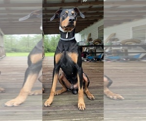 Father of the Doberman Pinscher puppies born on 08/21/2023