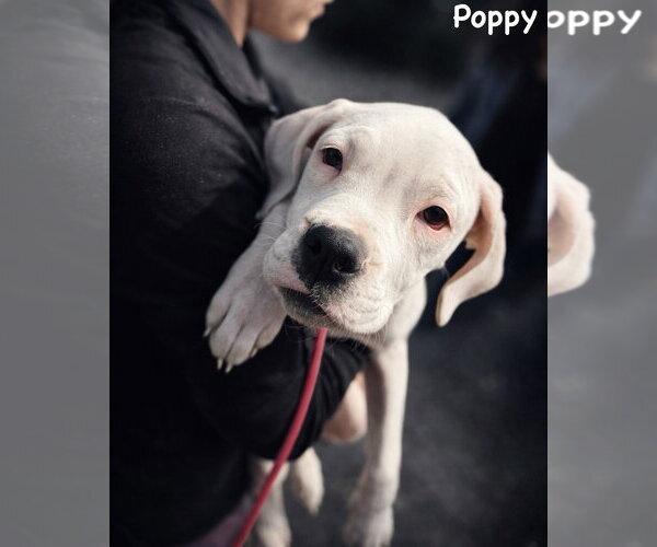 Medium Photo #2 Boxer-Unknown Mix Puppy For Sale in Dumont, NJ, USA