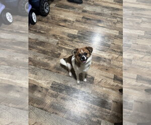 Jack Chi Dogs for adoption in Fenton, MO, USA