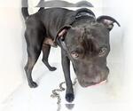 Small American Pit Bull Terrier-Chinese Shar-Pei Mix