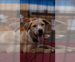 Small #3 Labrador Retriever Mix