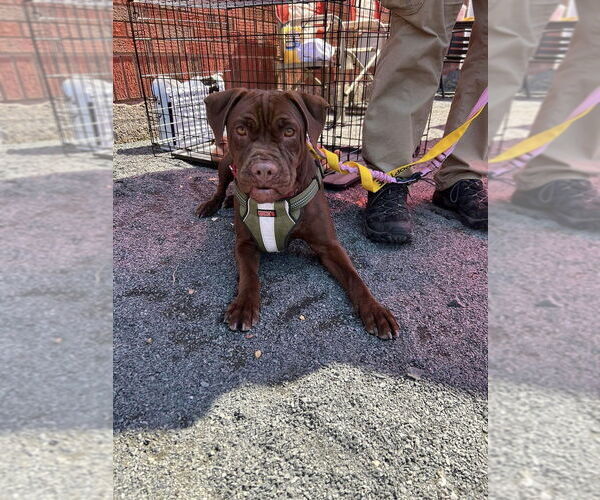Medium Photo #4 Boxer-Unknown Mix Puppy For Sale in New York, NY, USA