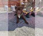 Small #3 Boxer Mix
