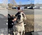 Small #10 Mutt