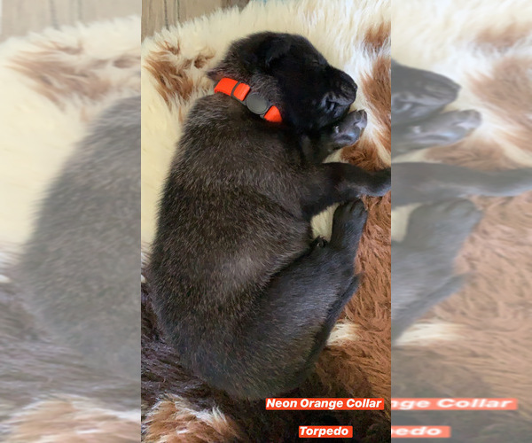 Medium Photo #6 Belgian Malinois Puppy For Sale in CHANDLER, AZ, USA