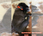 Small Photo #6 Belgian Malinois Puppy For Sale in CHANDLER, AZ, USA