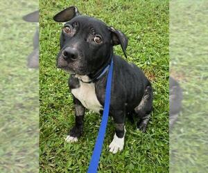 Staffordshire Bull Terrier-Unknown Mix Dogs for adoption in St. Cloud, FL, USA