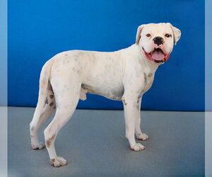 Boxer Dogs for adoption in Pasadena, CA, USA