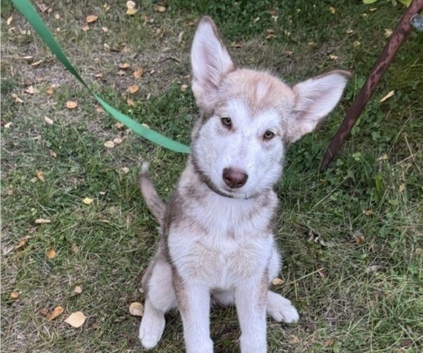 Medium Photo #7 Alaskan Malamute-German Shepherd Dog Mix Puppy For Sale in ANCHORAGE, AK, USA