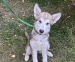 Litter of 10 - Male(s) and Female(s) Alaskan Malamute-German Shepherd Dog MixLitter of Puppies for Sale - Photo #7