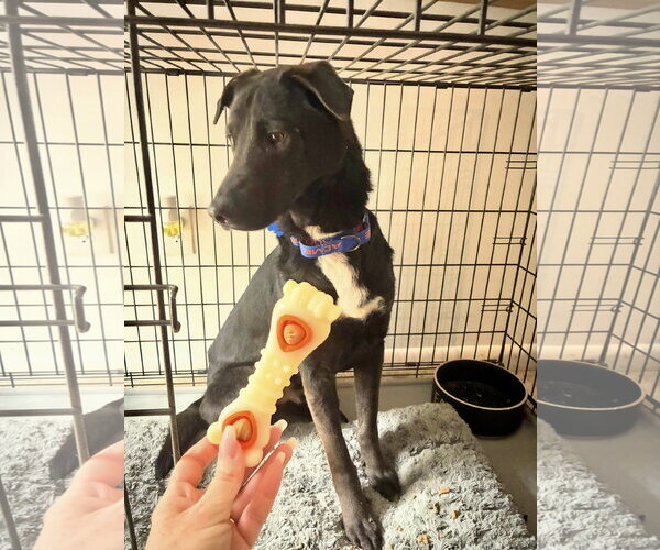 Medium Photo #11 Labrador Retriever-Unknown Mix Puppy For Sale in Mount Laurel, NJ, USA