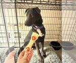 Small #10 Labrador Retriever Mix