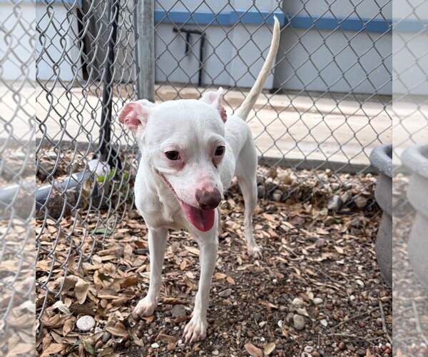 Medium Photo #4 Unknown-Whippet Mix Puppy For Sale in Rockaway, NJ, USA