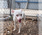 Small #3 Whippet Mix