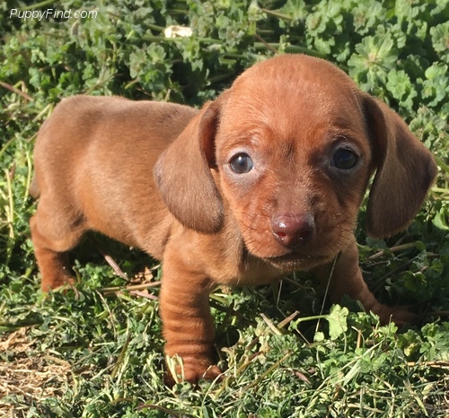 Medium Photo #8 Dachshund Puppy For Sale in FOYIL, OK, USA
