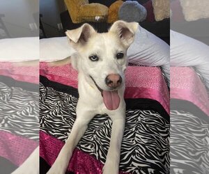 Mirabelle - Female Huskies -Unknown Mix Dog for Adoption - Photo #4