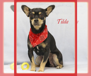 Chihuahua-Unknown Mix Dogs for adoption in Cranston, RI, USA