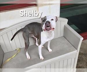 American Pit Bull Terrier Dogs for adoption in Derwood, MD, USA