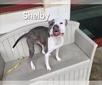 Small American Pit Bull Terrier