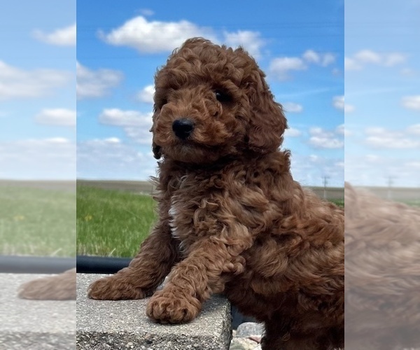Medium Photo #5 Goldendoodle (Miniature) Puppy For Sale in HULL, IA, USA