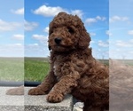 Small #4 Goldendoodle (Miniature)