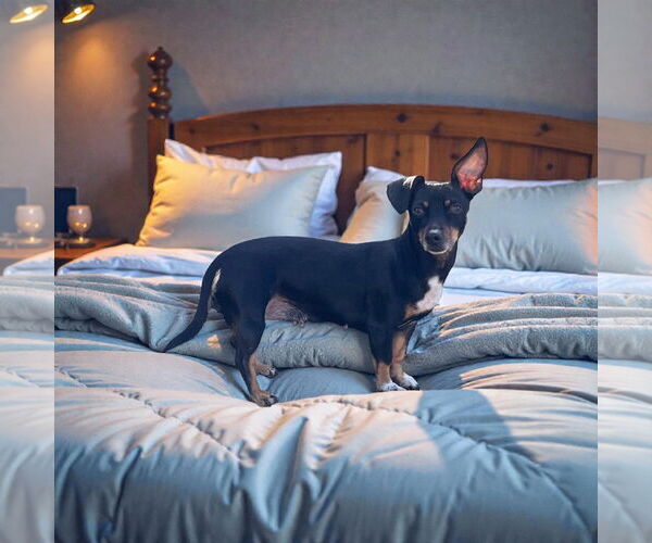 Medium Photo #2 Dachshund Puppy For Sale in Menifee, CA, USA