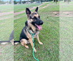 Small #1 German Shepherd Dog