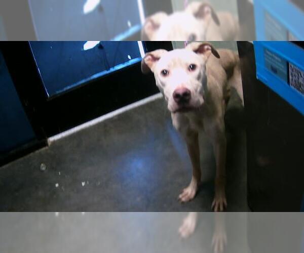 Medium Photo #1 American Pit Bull Terrier-Unknown Mix Puppy For Sale in Tulsa, OK, USA