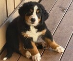 Small #1 Bernese Mountain Dog