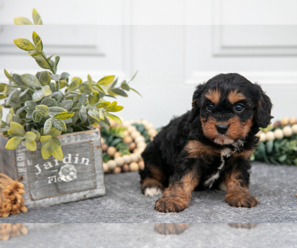 Medium Photo #3 Cavapoo (Miniature) Puppy For Sale in SHILOH, OH, USA