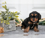 Small #2 Cavapoo (Miniature)