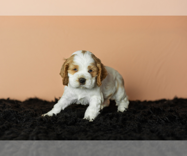 Medium Photo #18 Cocker Spaniel Puppy For Sale in NAPPANEE, IN, USA