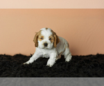 Small Photo #18 Cocker Spaniel Puppy For Sale in NAPPANEE, IN, USA