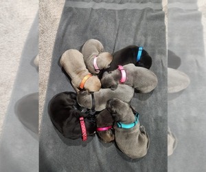 Great Dane Puppy for Sale in WASHINGTON, Indiana USA