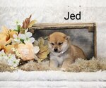 Puppy Jed Shiba Inu