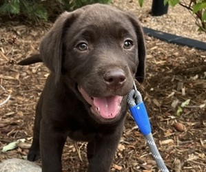 Labrador Retriever Puppy for sale in LAKEWOOD, CO, USA
