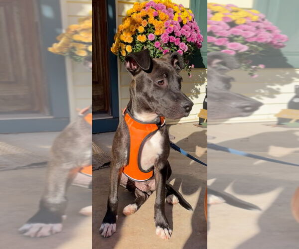 Medium Photo #7 Bulldog-Unknown Mix Puppy For Sale in Tarrytown, GA, USA