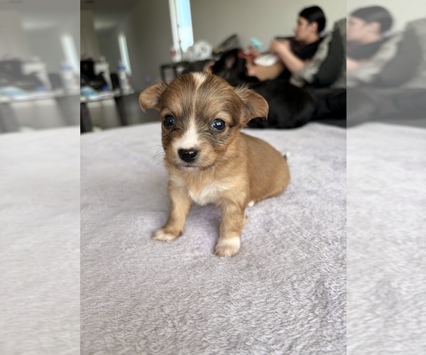 Medium Photo #2 Chihuahua Puppy For Sale in SAN ANTONIO, TX, USA