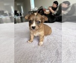Small #1 Chihuahua