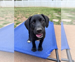 Labrador Retriever-Unknown Mix Dogs for adoption in Greenville, SC, USA