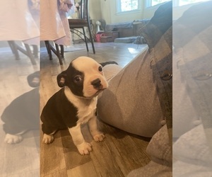 Boston Terrier Puppy for sale in FREDONIA, KS, USA