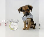 Small #1 Chihuahua Mix