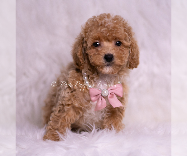 Medium Photo #3 Maltipoo (Miniature) Puppy For Sale in WARSAW, IN, USA