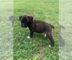 Puppy Puppy 3 Boxer