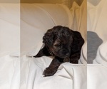 Small Photo #116 Miniature Bernedoodle Puppy For Sale in AUBURNDALE, FL, USA