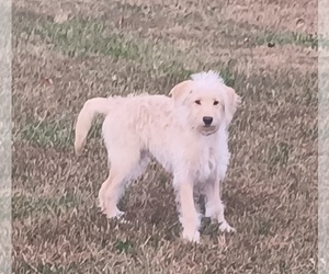 Double Doodle Puppy for sale in JEFFERSONTOWN, KY, USA