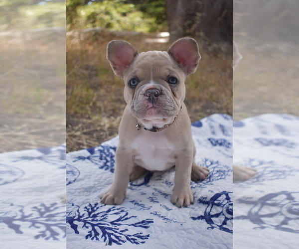 Medium Photo #1 French Bulldog Puppy For Sale in MOSS BEACH, CA, USA
