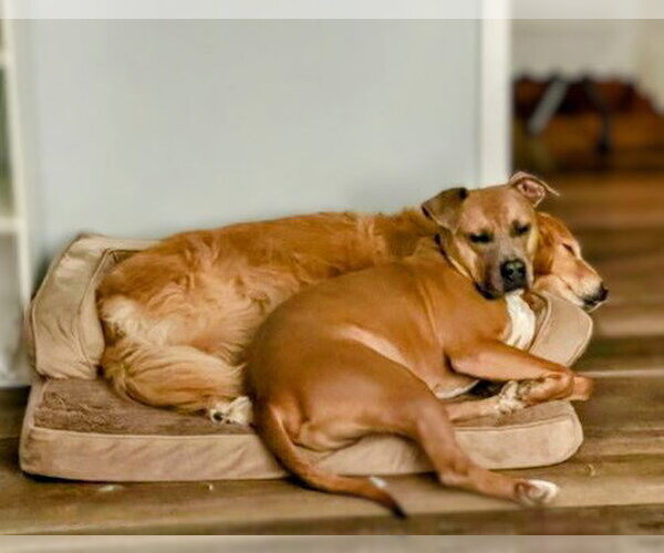 Medium Photo #4 American Staffordshire Terrier-Labrador Retriever Mix Puppy For Sale in columbia, SC, USA
