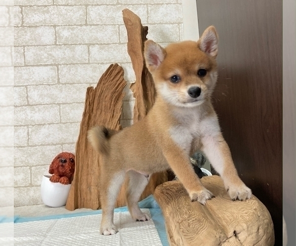 Medium Photo #9 Shiba Inu Puppy For Sale in SEATTLE, WA, USA