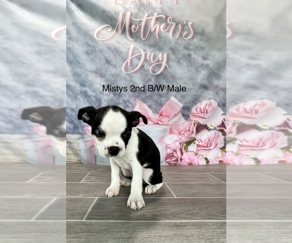 Medium Photo #4 Boston Terrier Puppy For Sale in EWING, KY, USA
